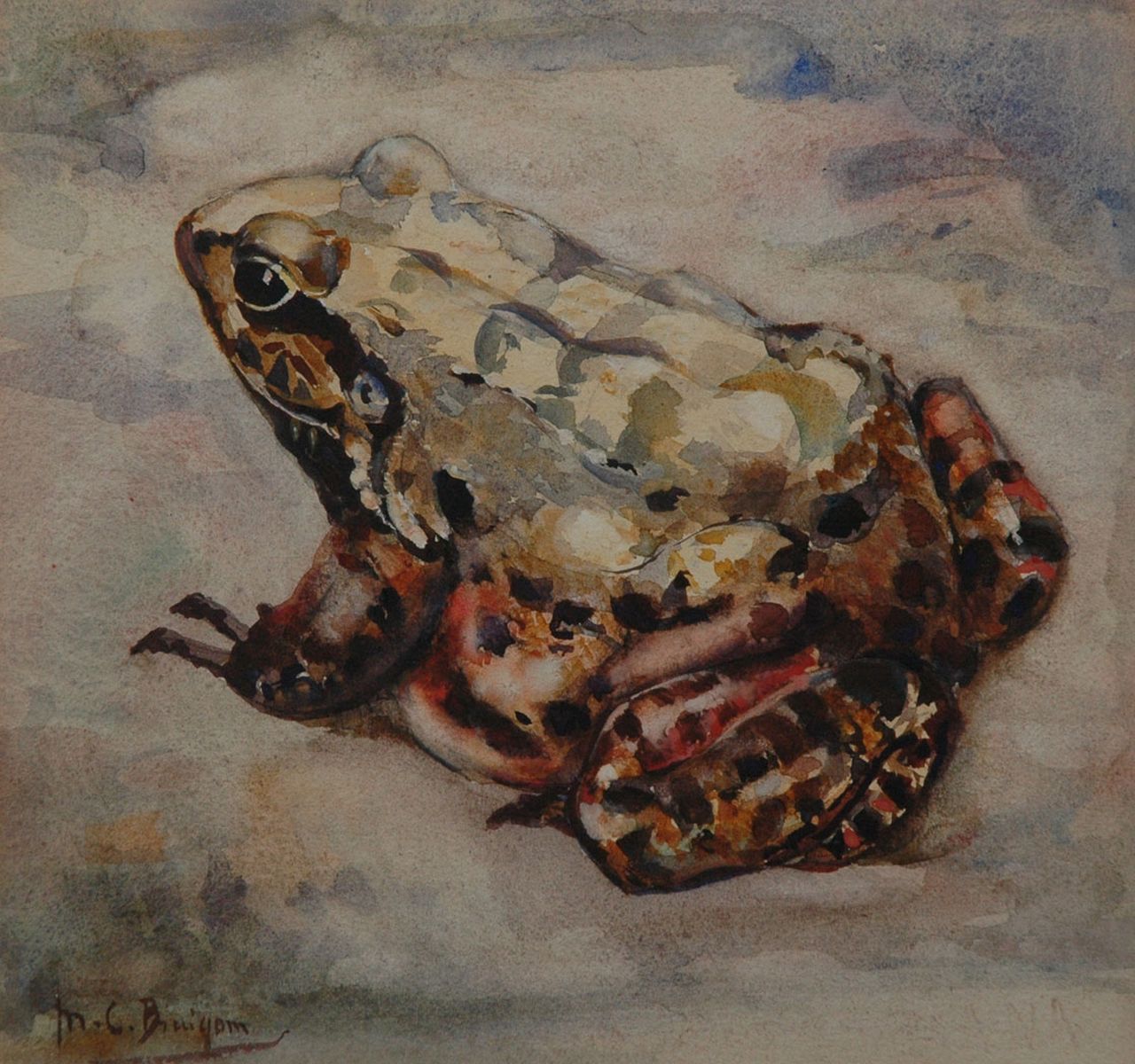 Bruigom M.C. | Margaretha Cornelia 'Greta' Bruigom, Brulkikvors, aquarel op papier 18,9 x 19,8 cm, gesigneerd linksonder Bruigom M.C. | Margaretha Cornelia 'Greta' Bruigom, Brulkikvors, aquarel op papier 18,9 x 19,8 cm, gesigneerd linksonder