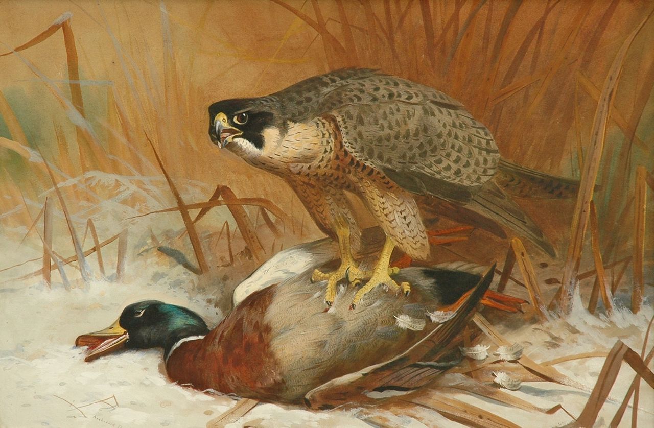 Thorburn A. | Archibald Thorburn, Valk en wilde eend, aquarel en gouache op papier 47,8 x 71,0 cm, gesigneerd linksonder en gedateerd 1898 Thorburn A. | Archibald Thorburn, Valk en wilde eend, aquarel en gouache op papier 47,8 x 71,0 cm, gesigneerd linksonder en gedateerd 1898