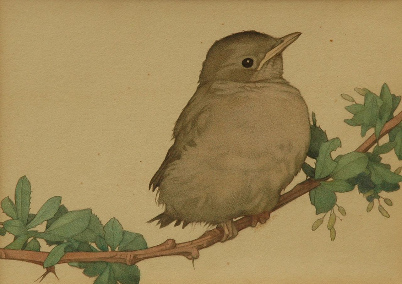 Heil C.E. | Charles Emile Heil, Jonge katvogel op een tak, potlood en aquarel op papier 20,2 x 24,3 cm, gesigneerd linksboven Heil C.E. | Charles Emile Heil, Jonge katvogel op een tak, potlood en aquarel op papier 20,2 x 24,3 cm, gesigneerd linksboven