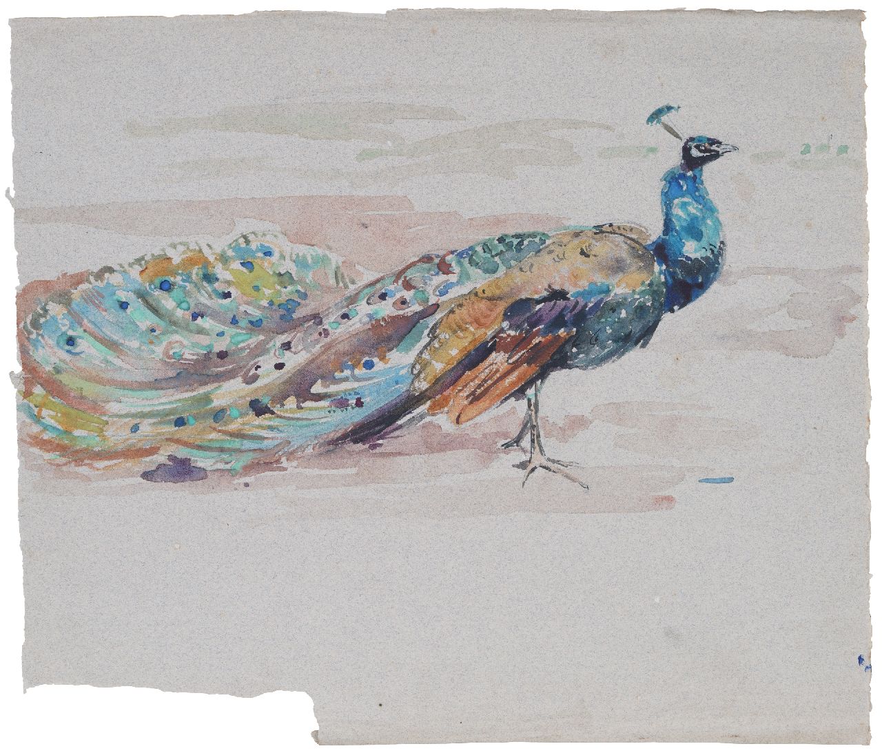 Bruigom M.C. | Margaretha Cornelia 'Greta' Bruigom | Aquarellen en tekeningen te koop aangeboden | Pauw, aquarel op papier 32,6 x 37,6 cm Bruigom M.C. | Margaretha Cornelia 'Greta' Bruigom | Aquarellen en tekeningen te koop aangeboden | Pauw, aquarel op papier 32,6 x 37,6 cm