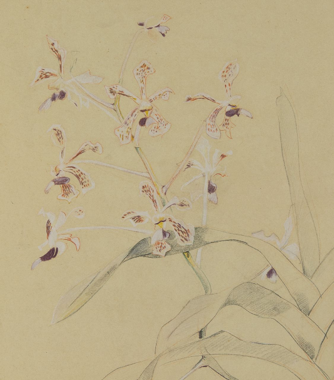 Bruigom M.C. | Margaretha Cornelia 'Greta' Bruigom, Orchideeëntak, potlood, krijt en aquarel op papier 45,9 x 32,4 cm, gesigneerd rechtsonder Bruigom M.C. | Margaretha Cornelia 'Greta' Bruigom, Orchideeëntak, potlood, krijt en aquarel op papier 45,9 x 32,4 cm, gesigneerd rechtsonder