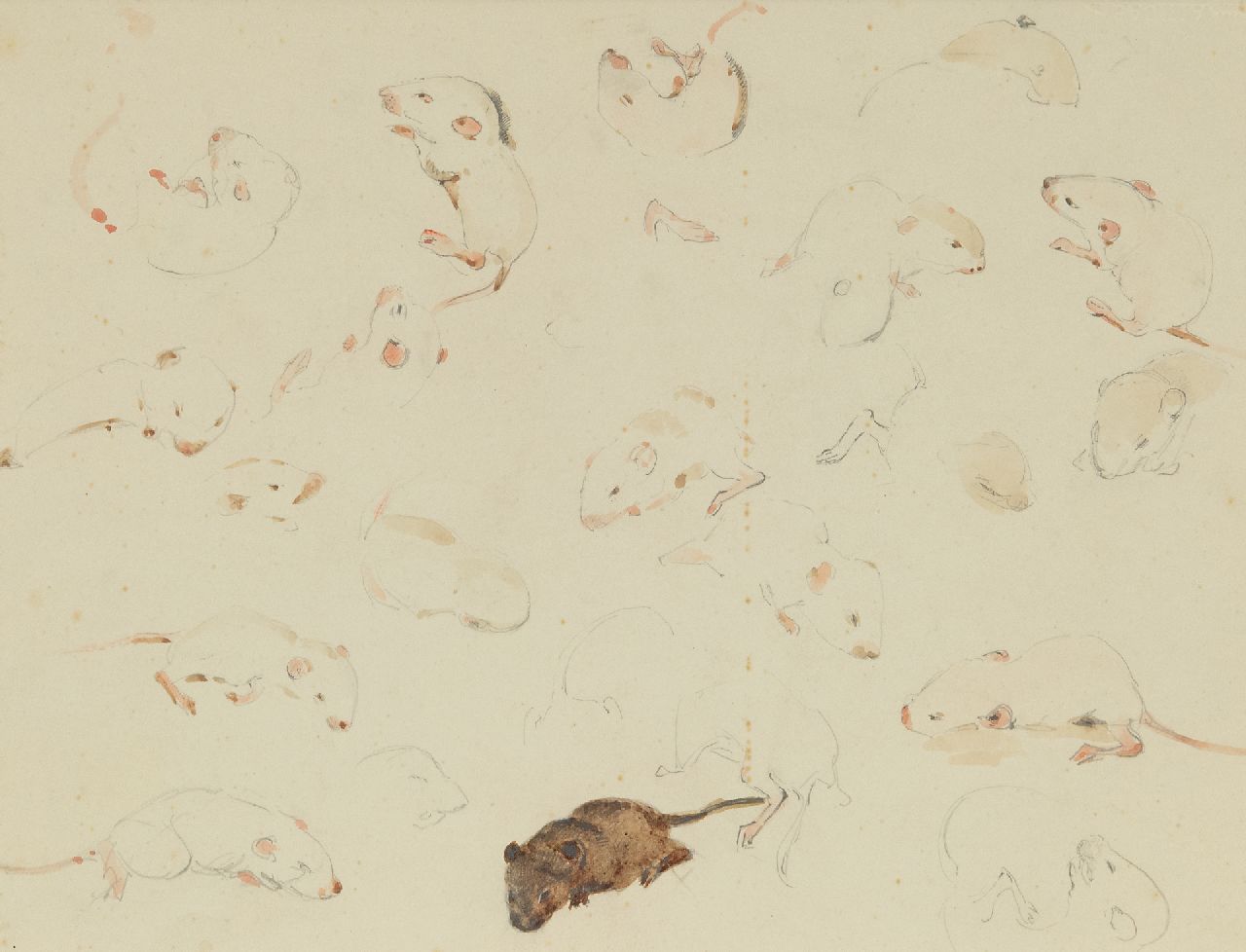 Bruigom M.C. | Margaretha Cornelia 'Greta' Bruigom | Aquarellen en tekeningen te koop aangeboden | Studie van muizen, 10 dagen oud, potlood en aquarel op papier 19,9 x 24,1 cm, gesigneerd rechtsonder Bruigom M.C. | Margaretha Cornelia 'Greta' Bruigom | Aquarellen en tekeningen te koop aangeboden | Studie van muizen, 10 dagen oud, potlood en aquarel op papier 19,9 x 24,1 cm, gesigneerd rechtsonder