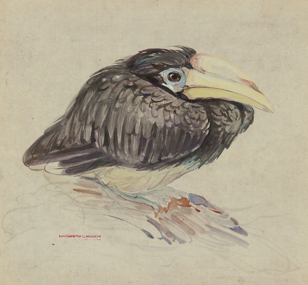 Bruigom M.C. | Margaretha Cornelia 'Greta' Bruigom, Jonge neushoornvogel, aquarel op papier 32,4 x 35,5 cm, gesigneerd linksonder met naamstempel Bruigom M.C. | Margaretha Cornelia 'Greta' Bruigom, Jonge neushoornvogel, aquarel op papier 32,4 x 35,5 cm, gesigneerd linksonder met naamstempel