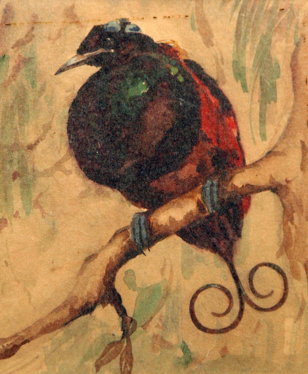Bruigom M.C. | Margaretha Cornelia 'Greta' Bruigom, Paradijsvogeltje, aquarel op papier 17,5 x 14,8 cm Bruigom M.C. | Margaretha Cornelia 'Greta' Bruigom, Paradijsvogeltje, aquarel op papier 17,5 x 14,8 cm