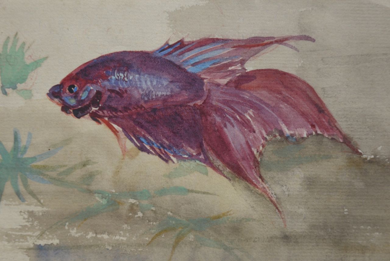 Bruigom M.C.  | Margaretha Cornelia 'Greta' Bruigom, Sluierstaartvis, aquarel op papier 8,6 x 12,7 cm