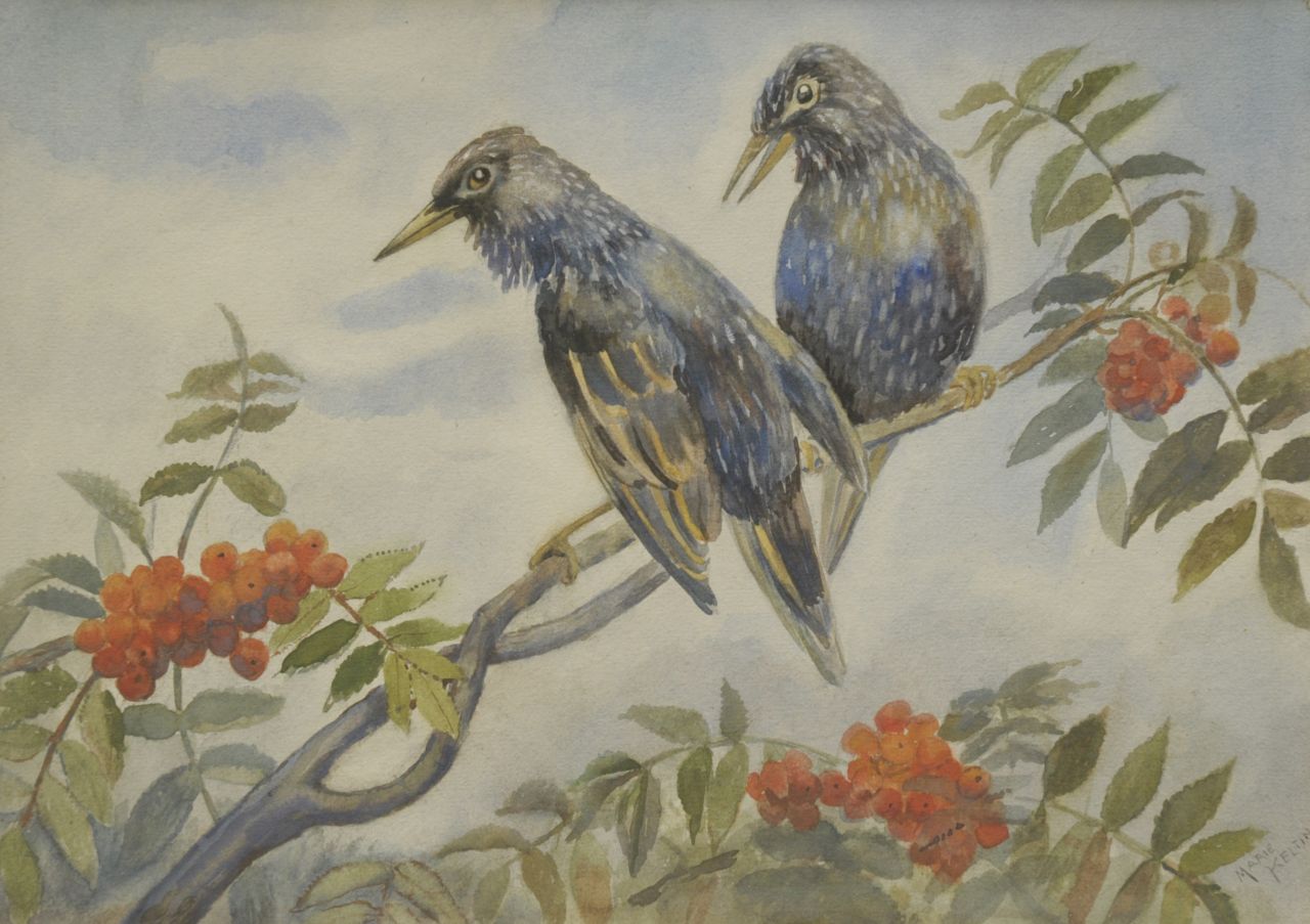 Kelting M.  | Maria 'Marie' Kelting, Twee spreeuwen op een tak, aquarel op papier op karton 25,5 x 35,9 cm, gesigneerd rechtsonder