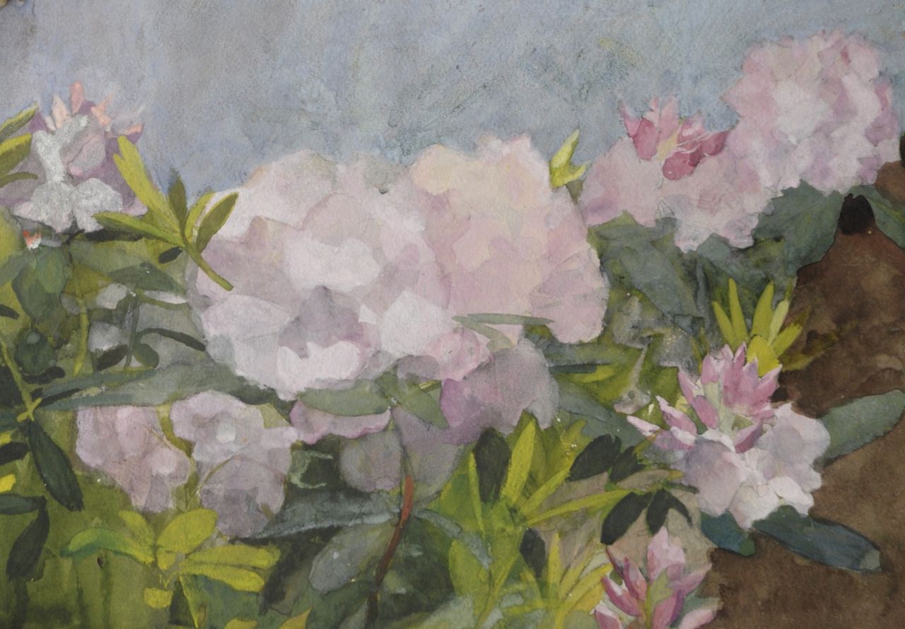 Heineken M.  | Marie Heineken | Aquarellen en tekeningen te koop aangeboden | Rhododendrons in bloei, aquarel op papier 35,5 x 50,8 cm