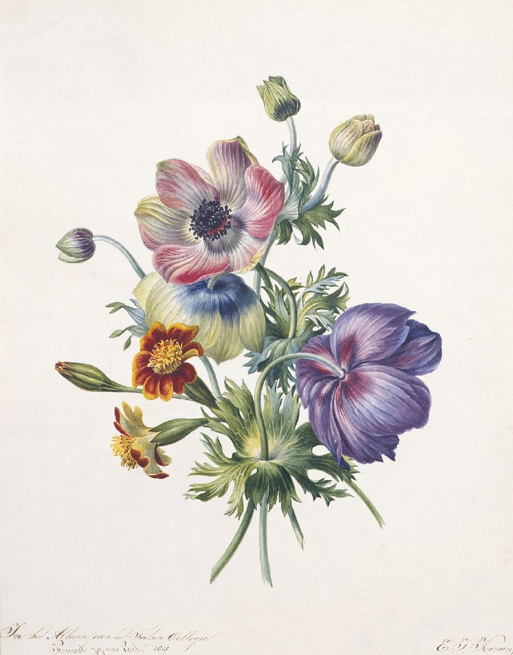Koning E.J. | Elisabeth Johanna Koning, Studie van takjes anemonen, aquarel op papier 32,2 x 25,6 cm, gesigneerd rechtsonder en gedateerd 1847 Koning E.J. | Elisabeth Johanna Koning, Studie van takjes anemonen, aquarel op papier 32,2 x 25,6 cm, gesigneerd rechtsonder en gedateerd 1847
