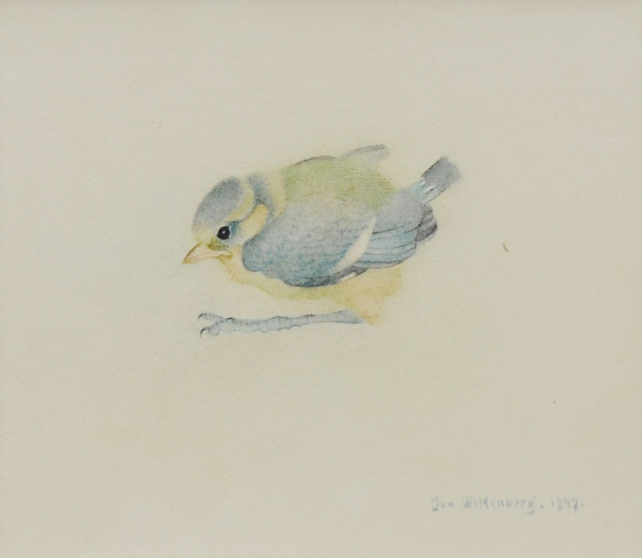 Wittenberg J.H.W. | 'Jan' Hendrik Willem Wittenberg, Jonge pimpelmees, aquarel op papier 10,8 x 13,3 cm, gesigneerd rechtsonder en gedateerd 1947 Wittenberg J.H.W. | 'Jan' Hendrik Willem Wittenberg, Jonge pimpelmees, aquarel op papier 10,8 x 13,3 cm, gesigneerd rechtsonder en gedateerd 1947