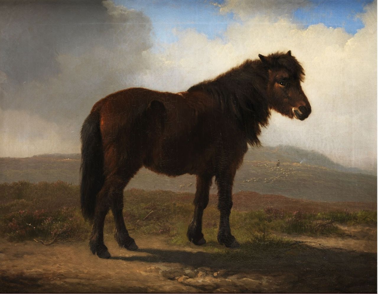 Verboeckhoven E.J. | Eugène Joseph Verboeckhoven, Shetland pony, olieverf op doek 43,2 x 54,3 cm, gesigneerd rechtsonder en gedateerd 1870 Verboeckhoven E.J. | Eugène Joseph Verboeckhoven, Shetland pony, olieverf op doek 43,2 x 54,3 cm, gesigneerd rechtsonder en gedateerd 1870