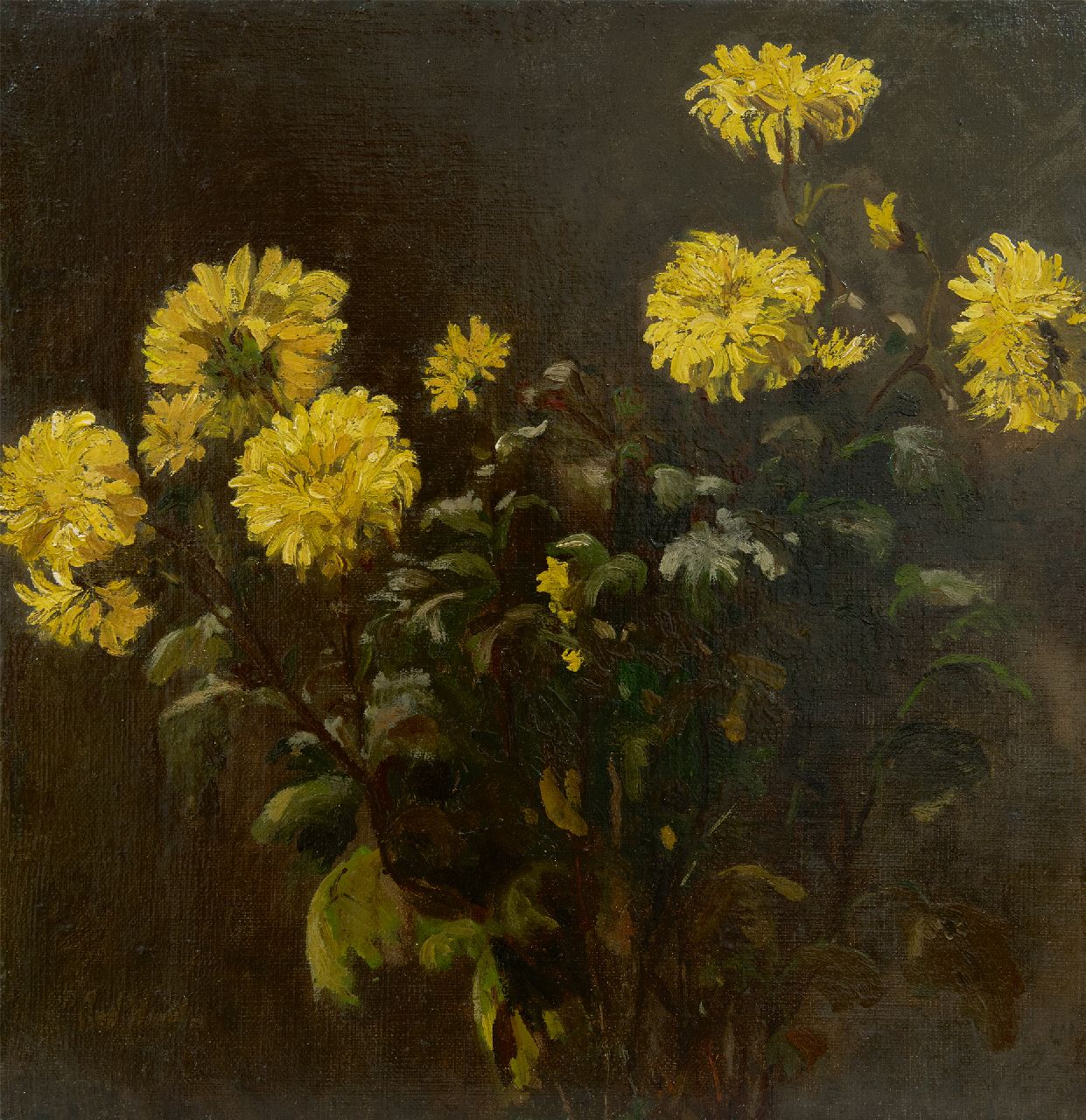 Windt Ch. van der | Christophe 'Chris' van der Windt | Schilderijen te koop aangeboden | Chrysanten, olieverf op doek 43,4 x 42,0 cm, gesigneerd linksonder Windt Ch. van der | Christophe 'Chris' van der Windt | Schilderijen te koop aangeboden | Chrysanten, olieverf op doek 43,4 x 42,0 cm, gesigneerd linksonder
