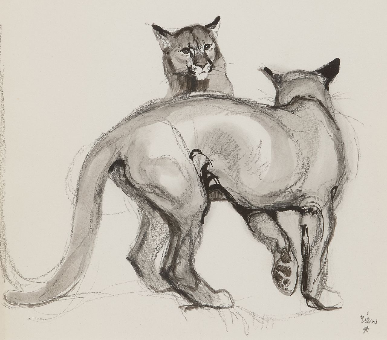 Poortvliet R. | Rien Poortvliet, Spelende panters, krijt en Oost-Indische inkt op papier 21,0 x 23,5 cm, gesigneerd rechtsonder Poortvliet R. | Rien Poortvliet, Spelende panters, krijt en Oost-Indische inkt op papier 21,0 x 23,5 cm, gesigneerd rechtsonder