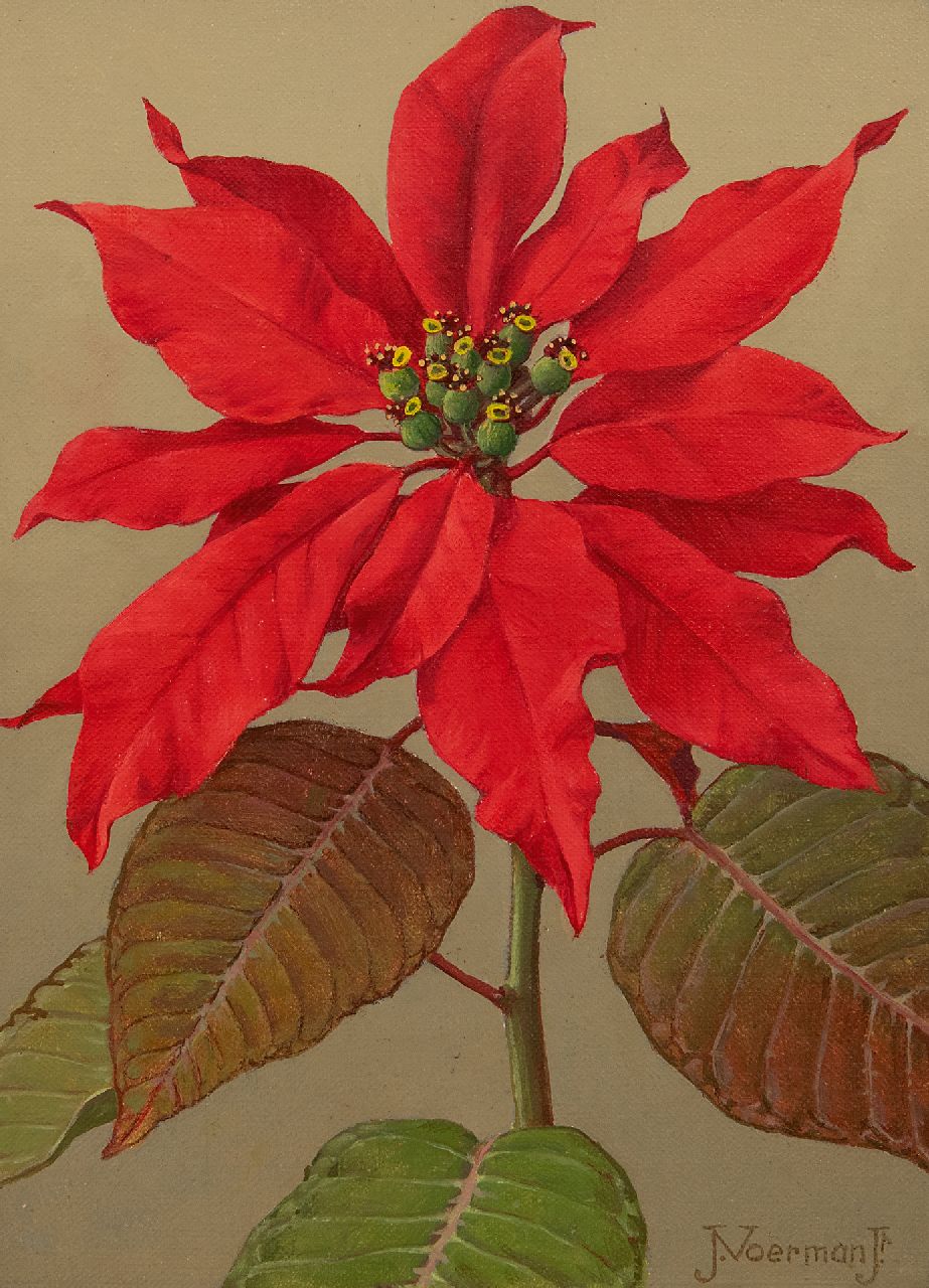 Voerman jr. J. | Jan Voerman jr. | Schilderijen te koop aangeboden | Rode kerstster, olieverf op doek op board 22,7 x 15,8 cm, gesigneerd rechtsonder Voerman jr. J. | Jan Voerman jr. | Schilderijen te koop aangeboden | Rode kerstster, olieverf op doek op board 22,7 x 15,8 cm, gesigneerd rechtsonder