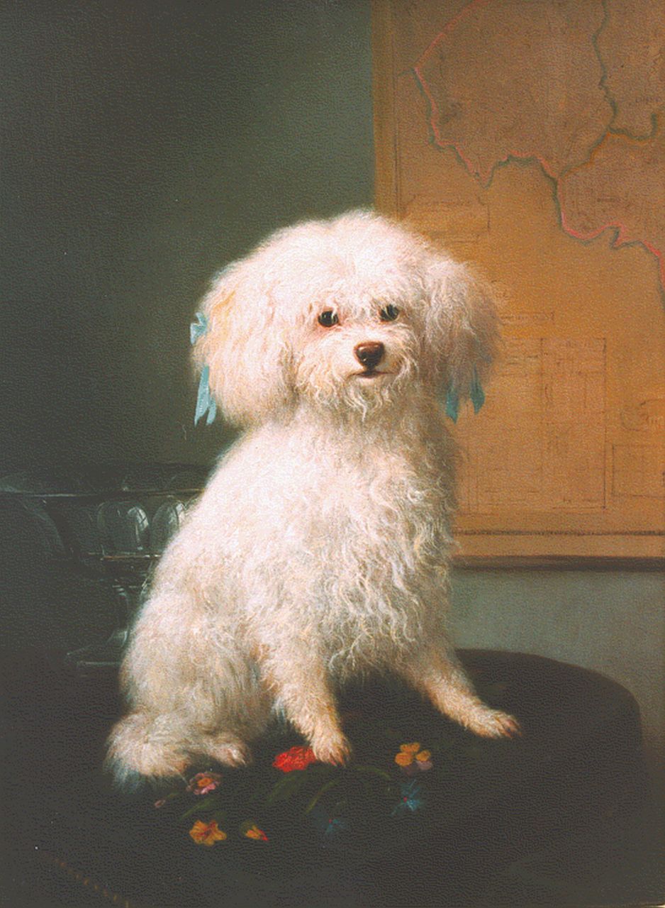 Ronner-Knip H.  | Henriette Ronner-Knip, Maltezer leeuwtje met blauwe strikjes, olieverf op paneel 40,0 x 29,0 cm, gesigneerd rechtsonder
