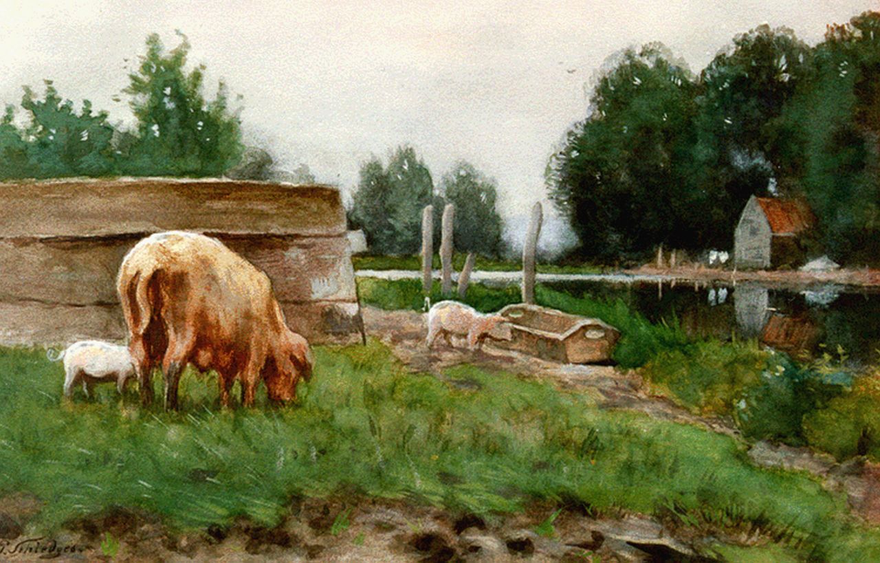Schiedges jr. P.P. | Petrus Paulus Schiedges jr., Polderlandschap met varkens bij een sloot, gouache op papier 35,5 x 53,0 cm, gesigneerd linksonder Schiedges jr. P.P. | Petrus Paulus Schiedges jr., Polderlandschap met varkens bij een sloot, gouache op papier 35,5 x 53,0 cm, gesigneerd linksonder