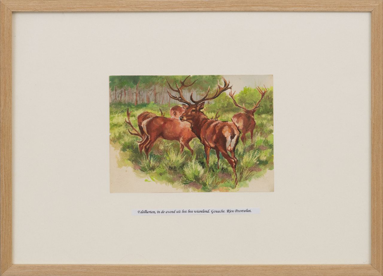 Poortvliet R. | Rien Poortvliet | Aquarellen en tekeningen te koop aangeboden | Edelherten uit het bos, in de avond, Hoge Veluwe, gouache op papier 13,5 x 18,0 cm Poortvliet R. | Rien Poortvliet | Aquarellen en tekeningen te koop aangeboden | Edelherten uit het bos, in de avond, Hoge Veluwe, gouache op papier 13,5 x 18,0 cm