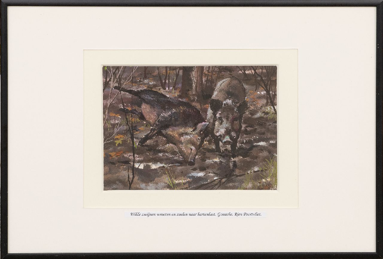 Poortvliet R. | Rien Poortvliet | Aquarellen en tekeningen te koop aangeboden | Twee wroetende wilde zwijnen, Hoge Veluwe, gouache op papier 13,2 x 17,5 cm Poortvliet R. | Rien Poortvliet | Aquarellen en tekeningen te koop aangeboden | Twee wroetende wilde zwijnen, Hoge Veluwe, gouache op papier 13,2 x 17,5 cm