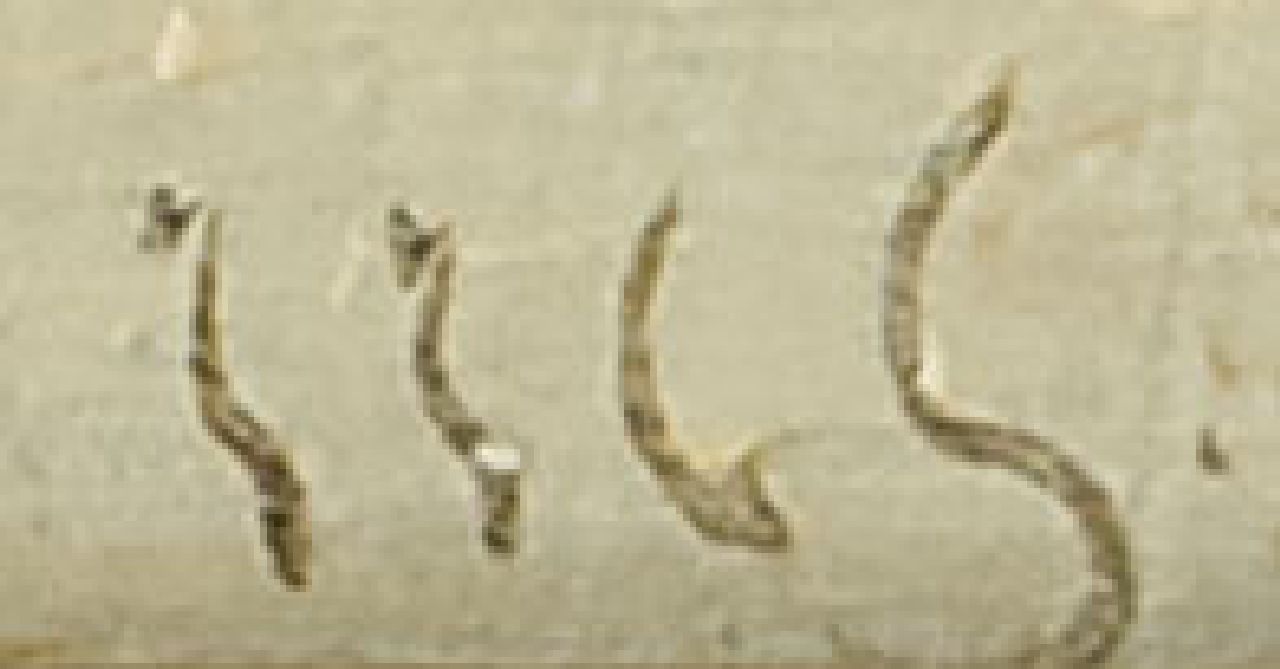 Jacob Jan Coenraad Spohler signaturen Riviergezicht met molens, in de zomer