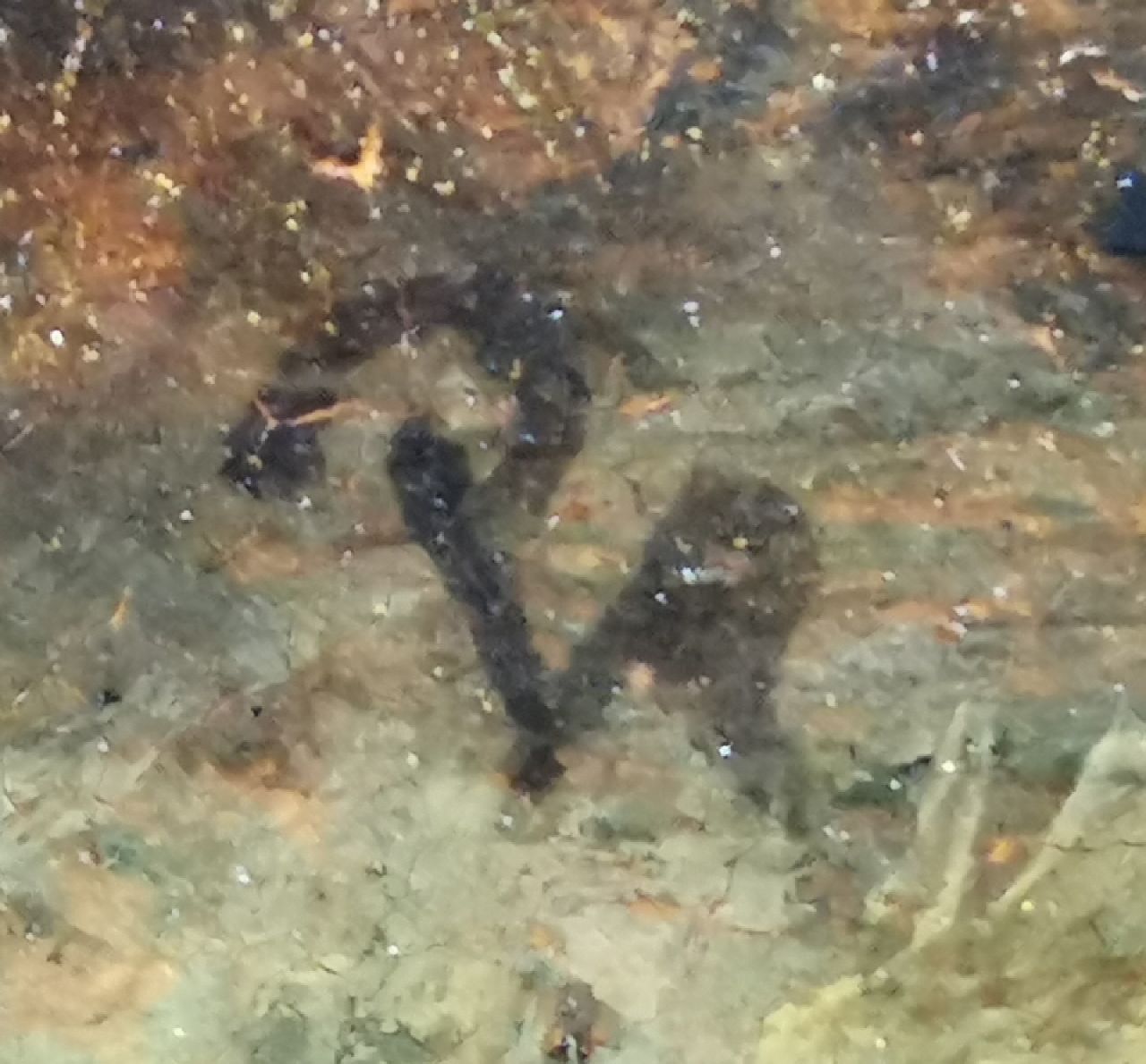 Pieter van Asch signaturen Naakte baders in een riviertje nabij een boerderij