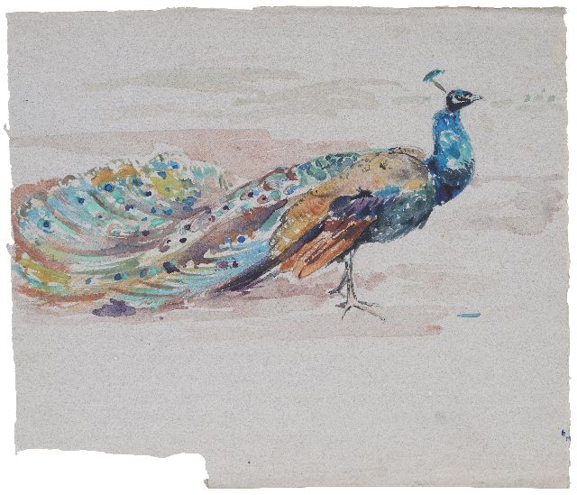 Greta Bruigom | Pauw, aquarel op papier, 32,6 x 37,6 cm