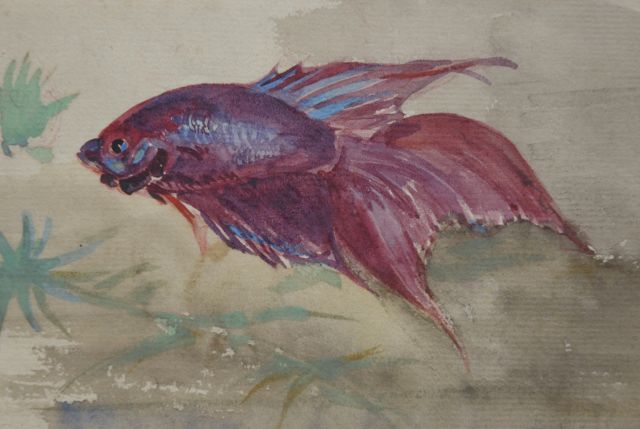Greta Bruigom | Sluierstaartvis, aquarel op papier, 8,6 x 12,7 cm