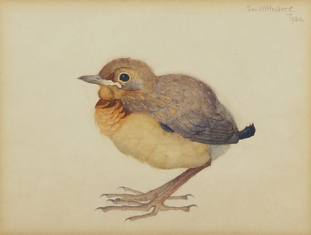 Jan Wittenberg | Jonge merel, aquarel op papier, 13,3 x 18,3 cm, gesigneerd r.b. en gedateerd 1930