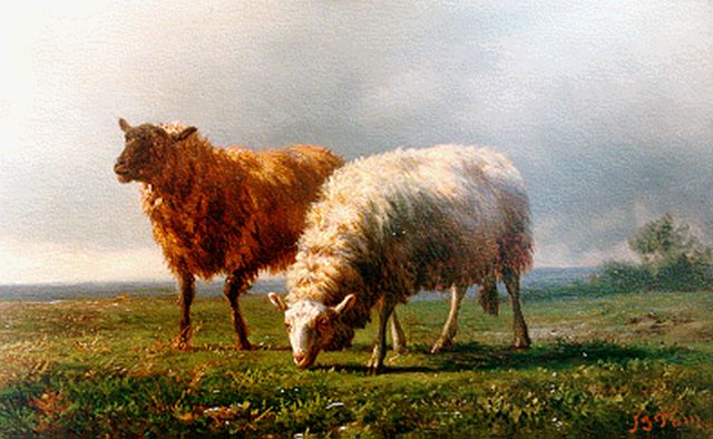 Jan Bedijs Tom | Schapen in de wei, olieverf op paneel, 14,6 x 22,8 cm, gesigneerd r.o.
