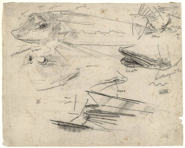 Gerrit Willem Dijsselhof | Studie van ponen, zwart krijt op papier, 26,8 x 33,5 cm, gesigneerd r.o. met monogram
