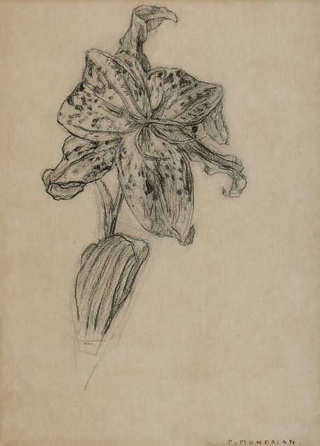 Piet Mondriaan | Lelie, houtskool op papier, 25,9 x 19,0 cm, gesigneerd r.o. 'P. Mondrian' en te dateren 1912 of na 1921