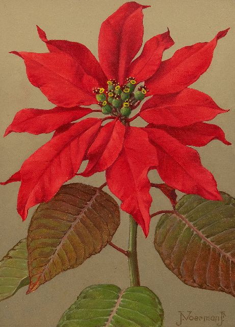 Voerman jr. J.  | Rode kerstster, olieverf op doek op board 22,7 x 15,8 cm, gesigneerd r.o.