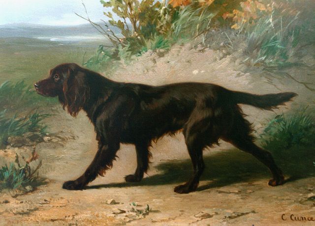 Conradijn Cunaeus | Ierse setter, olieverf op paneel, 23,1 x 32,0 cm, gesigneerd r.o.