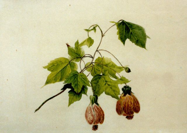 Gerardine van de Sande Bakhuyzen | Chinees klokje, potlood en aquarel op papier, 19,0 x 26,1 cm, gesigneerd verso met ini
