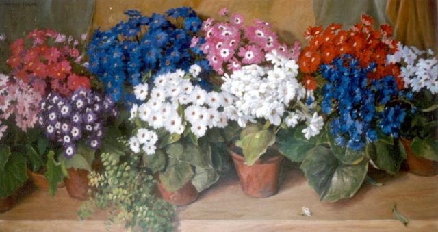 Willy Fleur | Cineraria's, olieverf op doek, 65,3 x 119,9 cm, gesigneerd l.b.