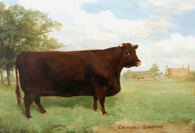 Charles Edwin M. Baldock | Cropwell Sunshine, portret van een koe, olieverf op doek, 30,5 x 43,3 cm, gesigneerd l.o. en gedateerd 1901